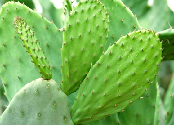 多肉植物爛根處理 多肉植物爛根處理