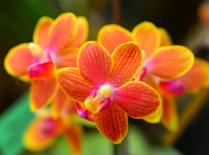 蘭花營養液推薦