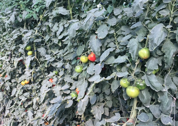 黑柿番茄種植技巧