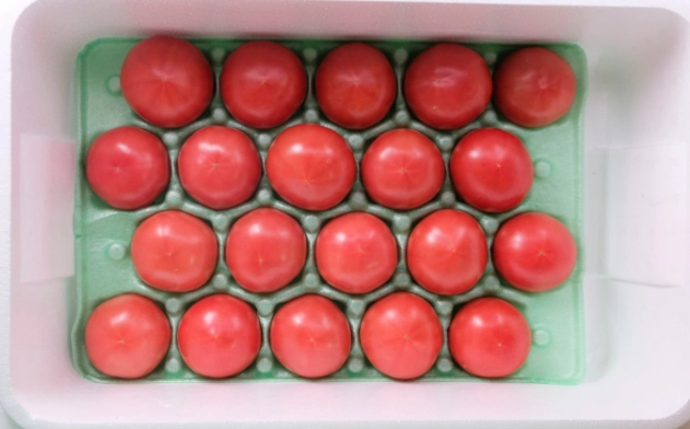 番茄晚疫病症狀 番茄晚疫病症狀