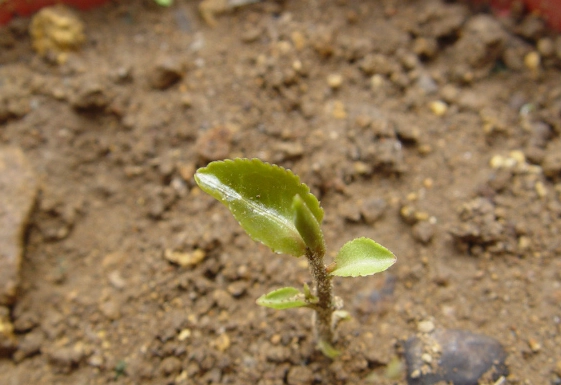 頭髮生長產品 頭髮生長產品