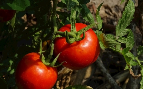 番茄栽種方法 番茄栽種方法