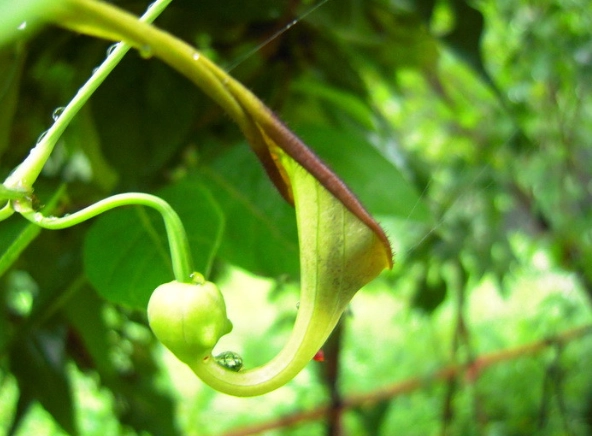 兜生長緩慢原因