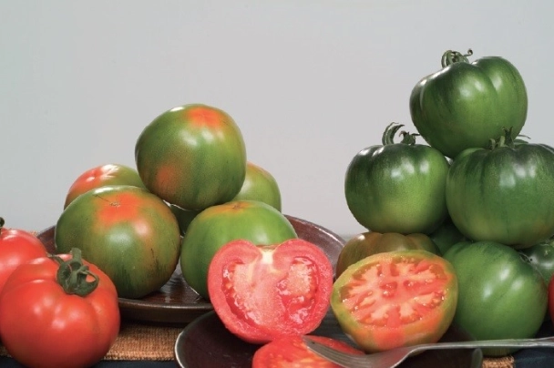 黑柿番茄栽培管理