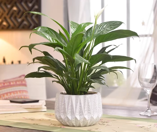 陶瓷盆栽養護方法