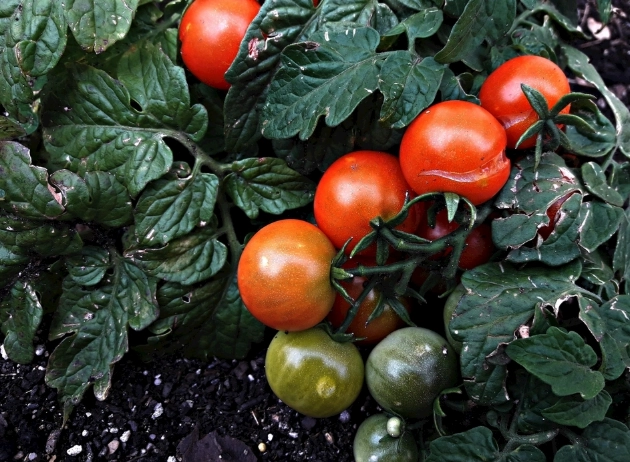 番茄栽培技巧 番茄栽培技巧