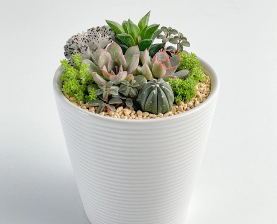 陶盆優缺點比較