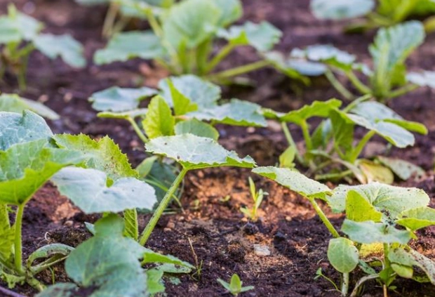 小黃瓜種植方法