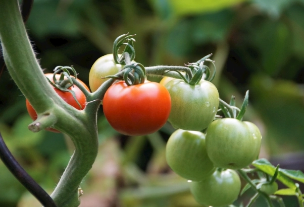 番茄徒長處理 番茄徒長處理