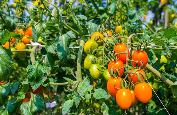番茄種植時間