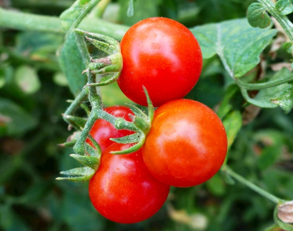 蕃茄種植問題 蕃茄種植問題