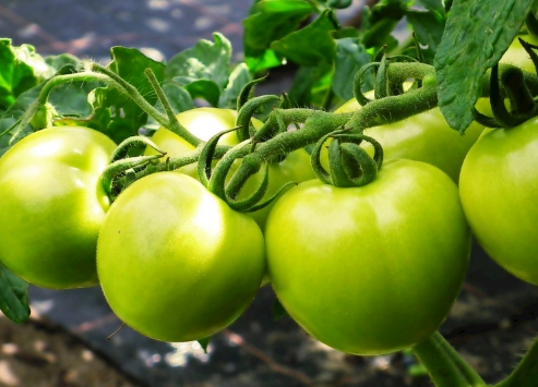 番茄栽培管理 番茄栽培管理