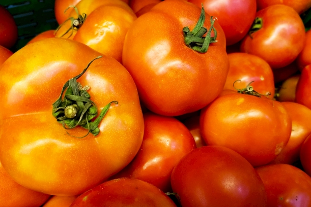 陽台小番茄栽培