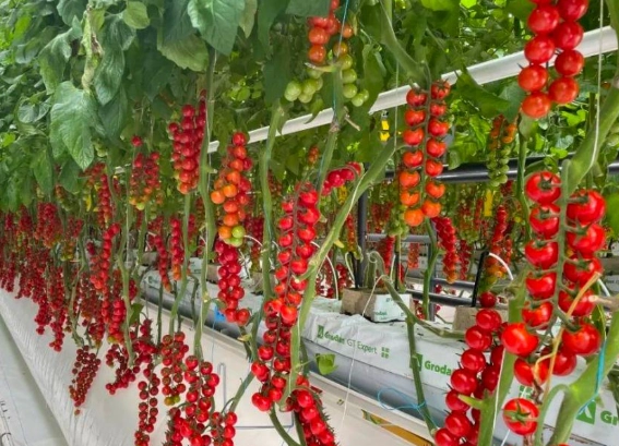 番茄盆栽種植 番茄盆栽種植