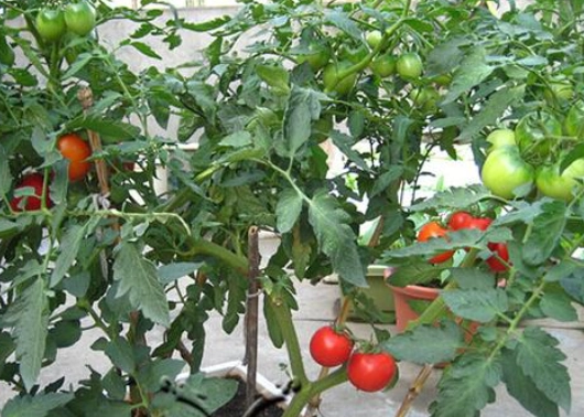 陽台番茄栽培 陽台番茄栽培