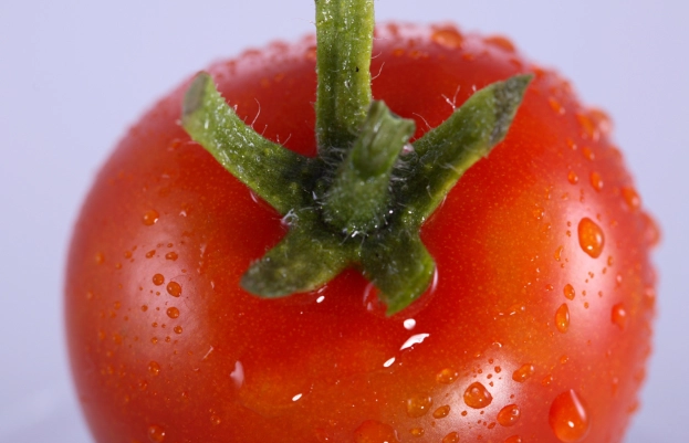 番茄病蟲害防治