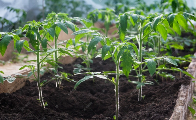 番茄幼苗病虫害