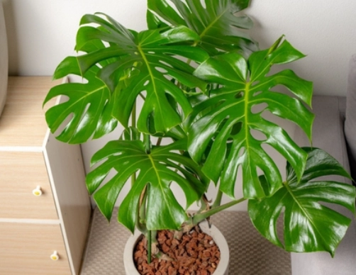 龜背芋節點問題 龜背芋節點問題