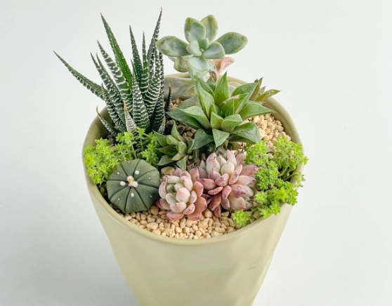 陶盆優缺點比較