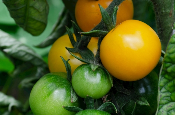 番茄掉果防治 番茄掉果防治