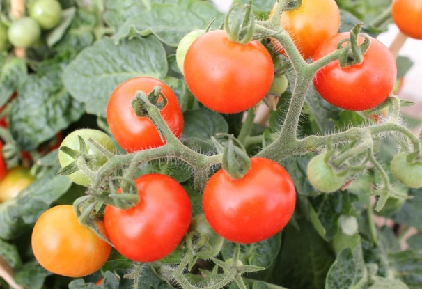 台灣番茄種植 台灣番茄種植