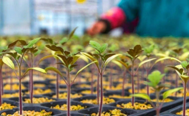 番茄幼苗病虫害