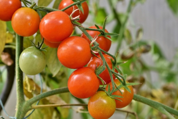 小果番茄設施栽培