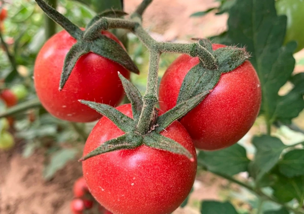 番茄種植方法 番茄種植方法