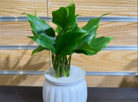 萬年青澆水技巧 萬年青澆水技巧