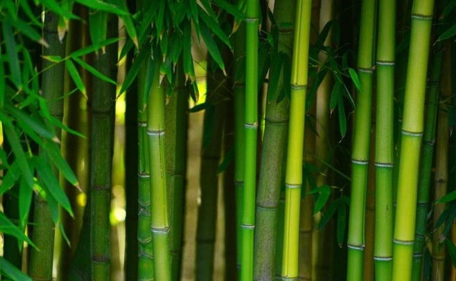 竹子葉子變黃處理