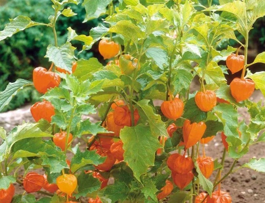 番茄種植光照技巧