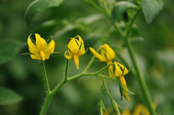 番茄病毒病防治 番茄病毒病防治