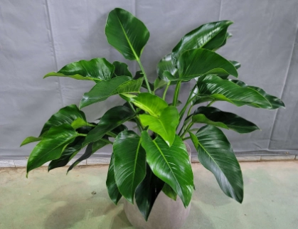 綠鑽植物照顧 綠鑽植物照顧