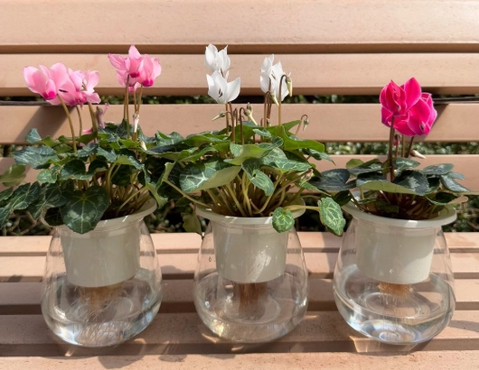 水培花卉技巧 水培花卉技巧