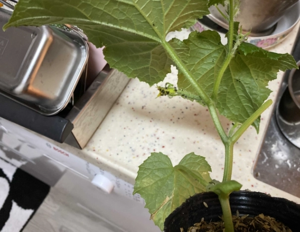 小黃瓜種植方法