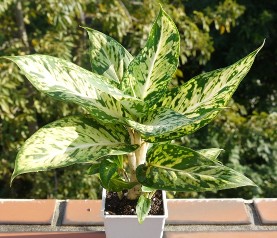 室內植物推薦 室內植物推薦