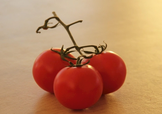 番茄病虫害防治 番茄病虫害防治