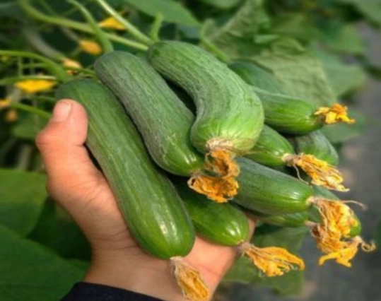 小黃瓜栽培時機