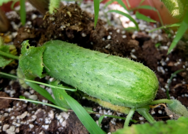 黃瓜發芽營養變化