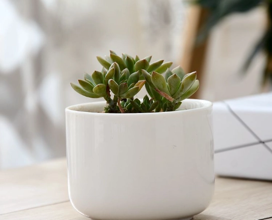 陶瓷盆栽推薦