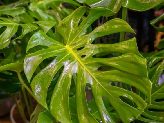 龜背芋節點照顧 龜背芋節點照顧
