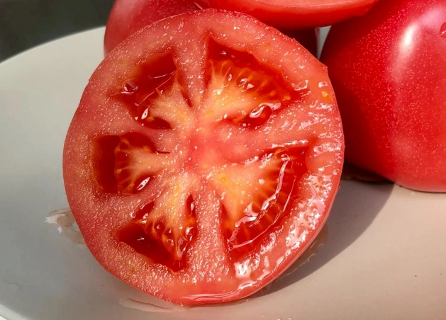 陽台小番茄栽培