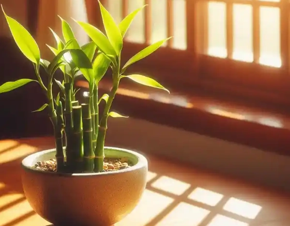 富貴竹葉子照顧