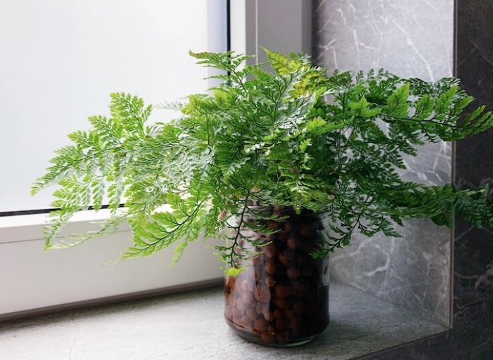 兔腳蕨種植方法