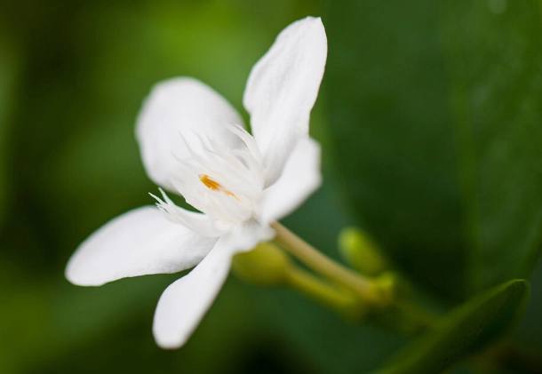 七里香繁殖方法