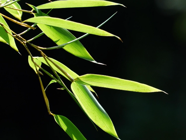 發財竹黃葉原因