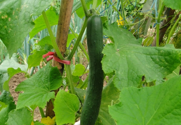 黃瓜發芽營養變化