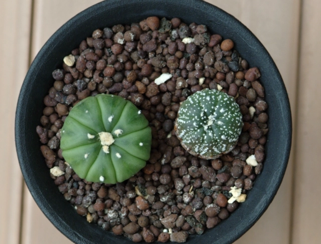 兜生長緩慢原因