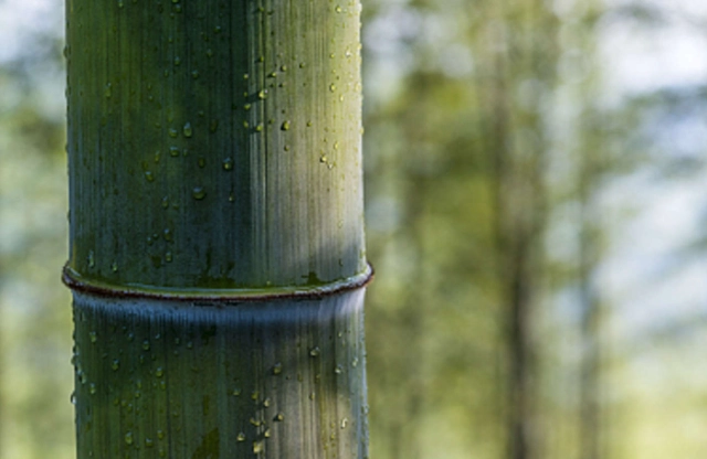 發財竹黃葉原因