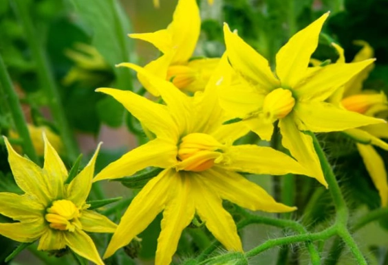 番茄晚疫病防治 番茄晚疫病防治